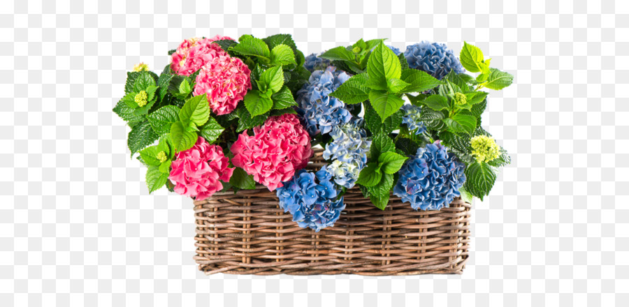 Flores De Hortensia，Cesta PNG