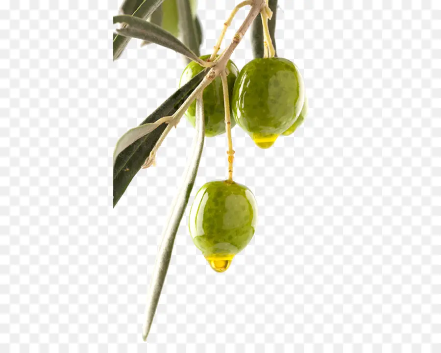 Aceituna，Aceite De Oliva PNG