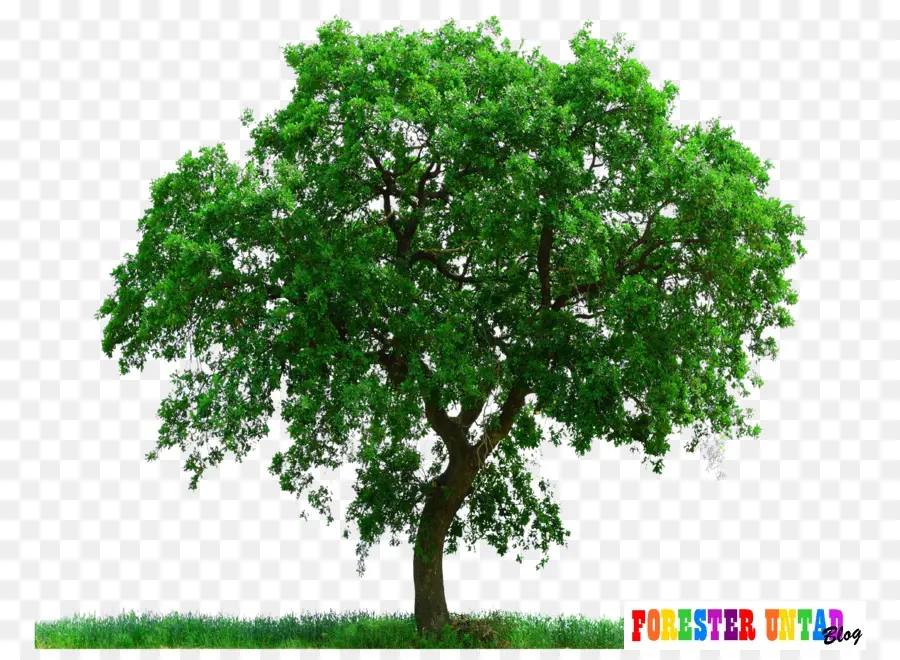 árbol，Verde PNG