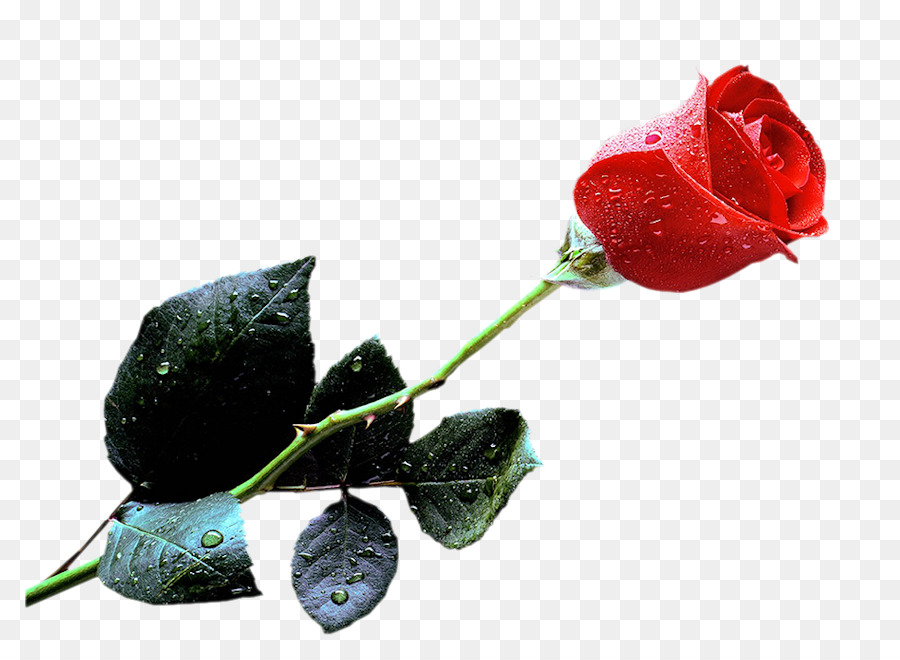 Rosa，Fondo De Escritorio PNG