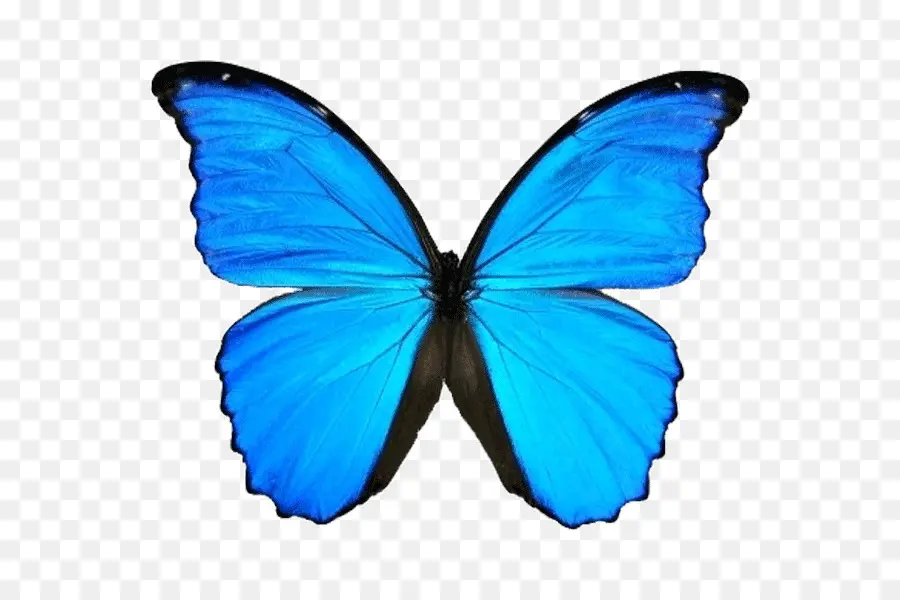 Mariposa，Menelaus Blue Morpho PNG