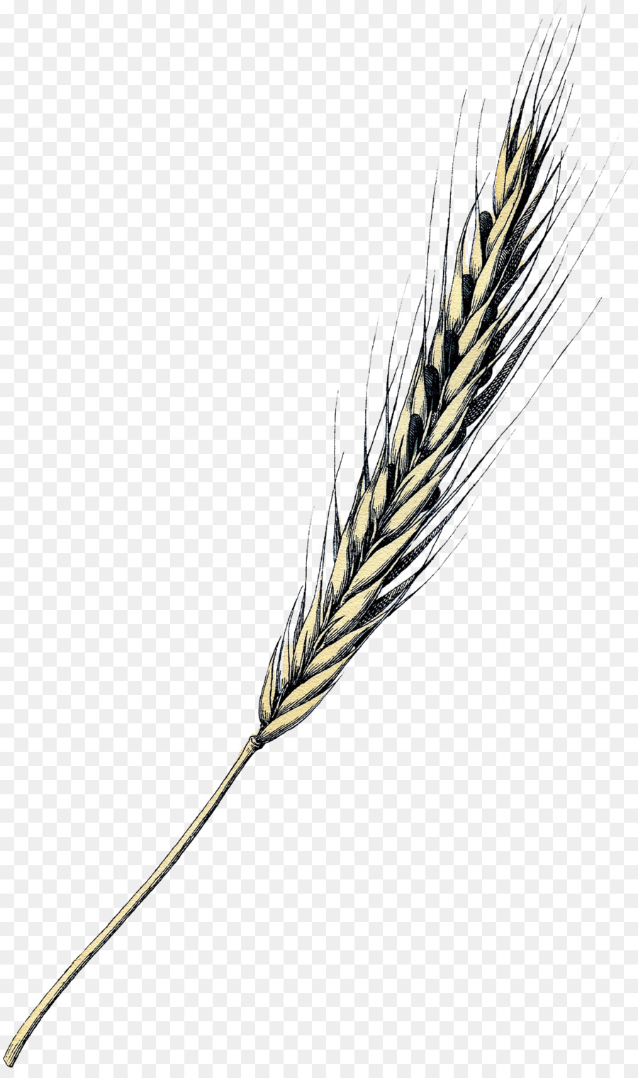 Trigo，Grano PNG