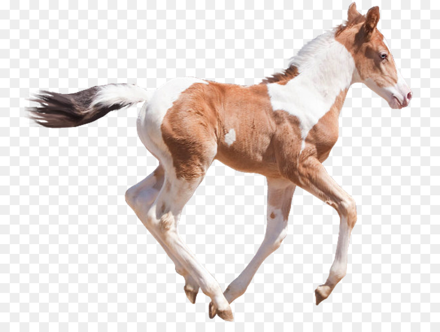 Potro，Caballo PNG