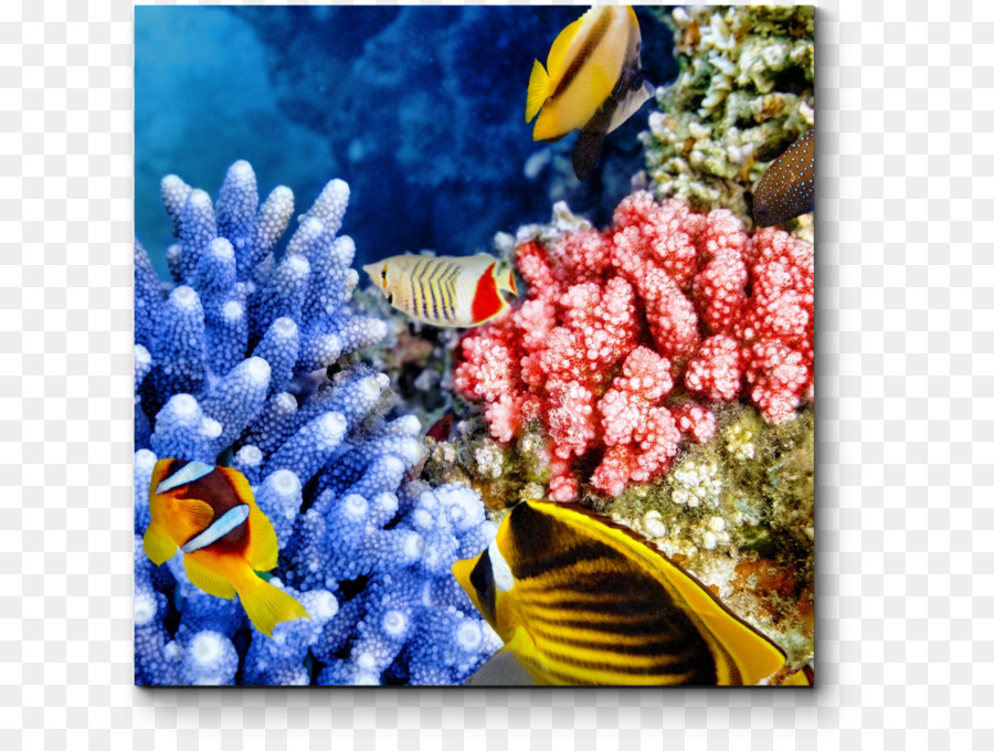 Arrecife De Coral，Acuario PNG