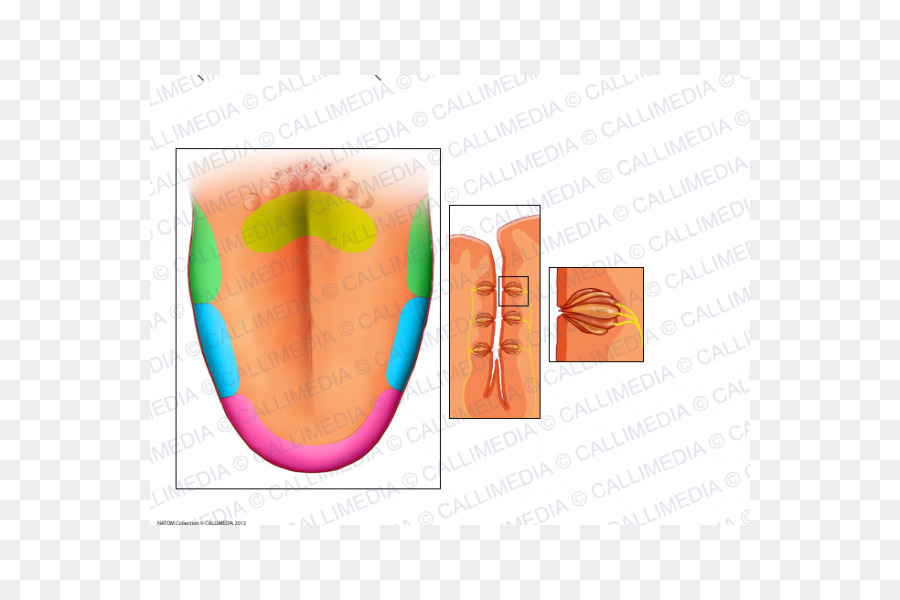 Anatomía，Mandíbula PNG