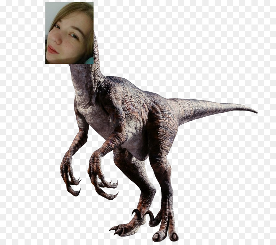 Velociraptor，Tyrannosaurus PNG