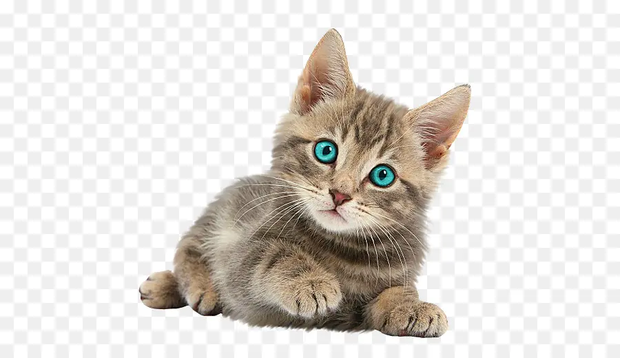 Taza，Gatito PNG