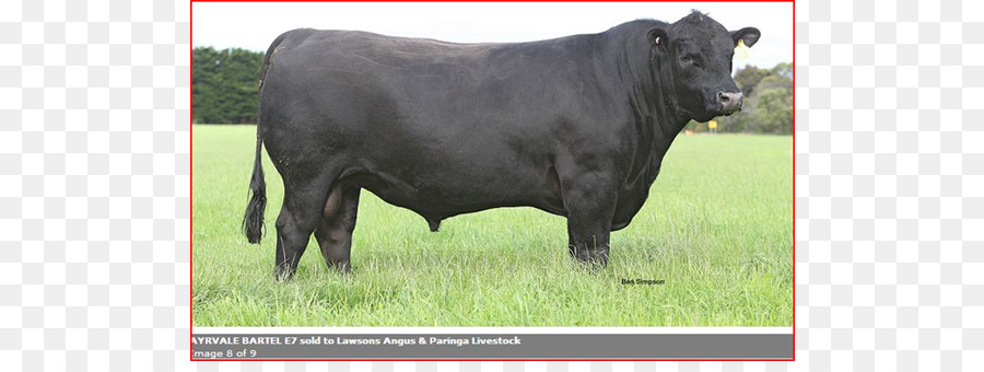 Toro Negro，Ganado PNG