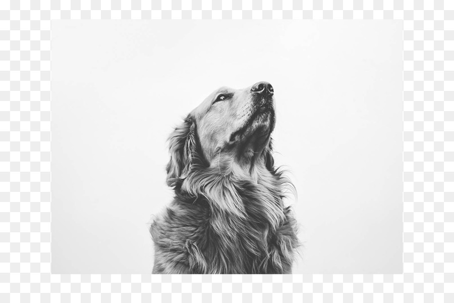 Golden Retriever，Cachorro PNG