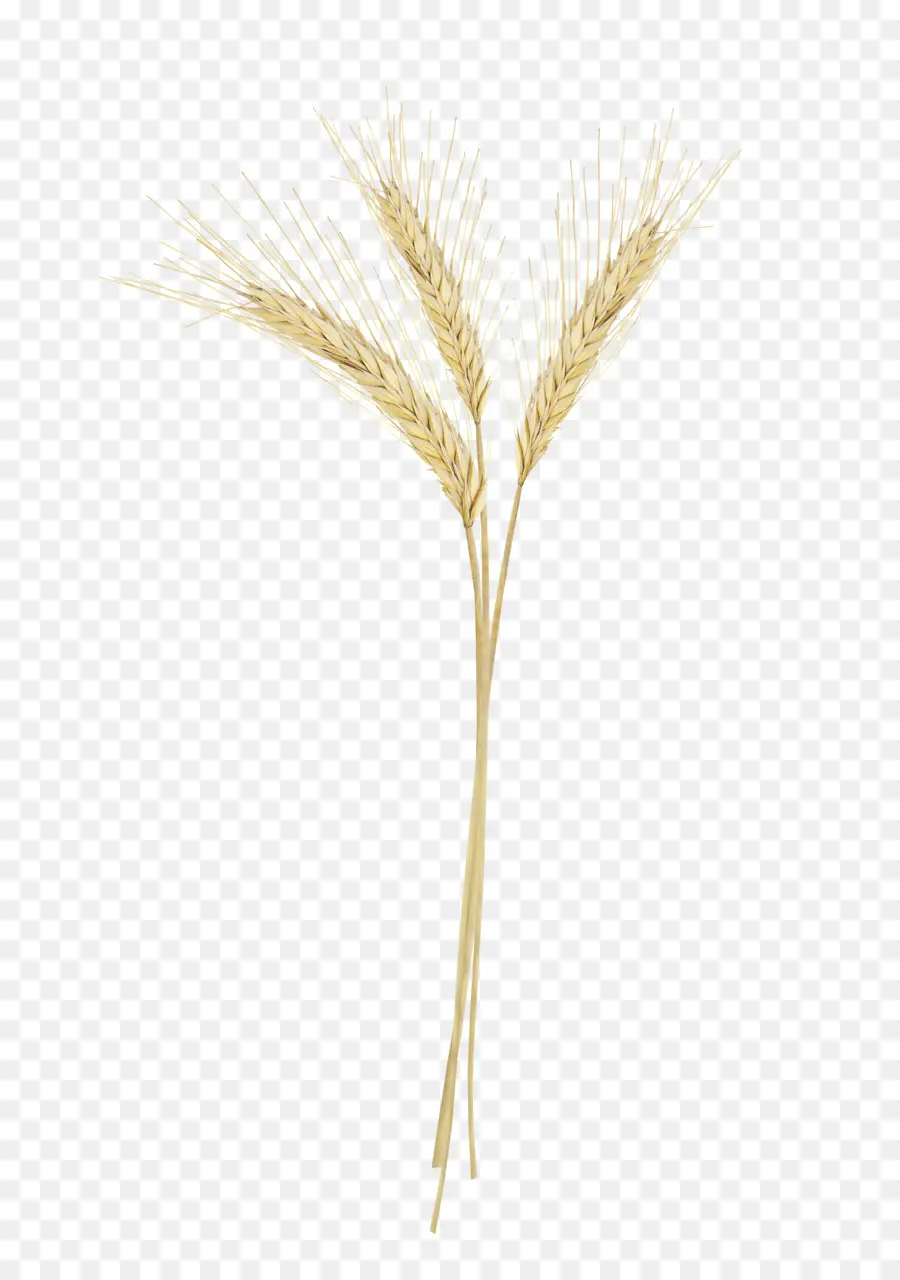 Emmer，Triticale PNG