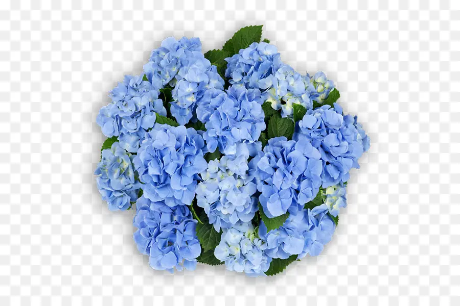 Hortensia，Flor PNG