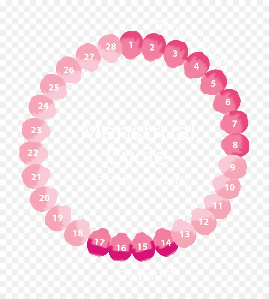 Brazalete Encantado，Ciclo Menstrual PNG