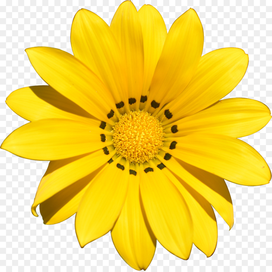 Flor，Familia Daisy PNG