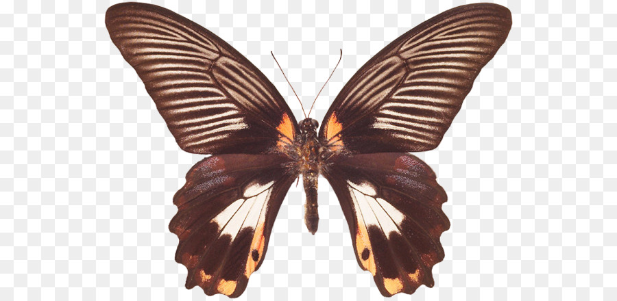 Mariposa Monarca，Mariposa PNG