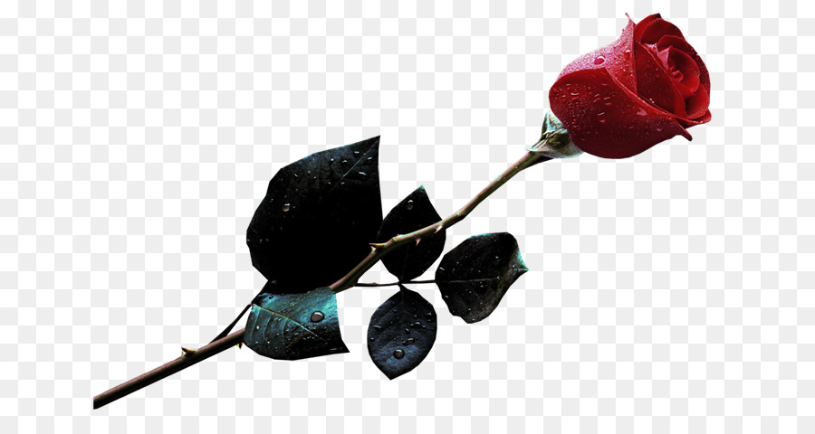 Rosa，Flor PNG