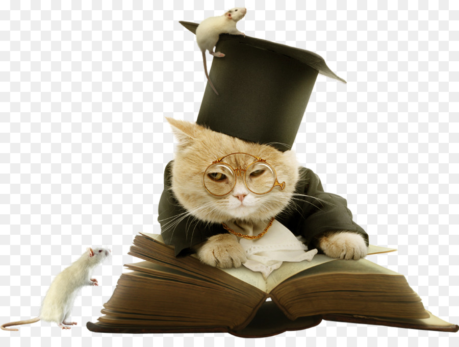 Gato Con Sombrero De Graduación，Gato PNG