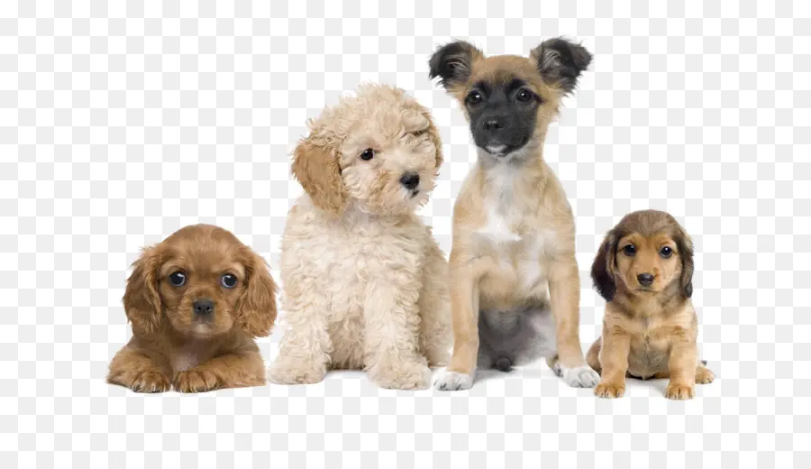 Cachorros，Perros PNG