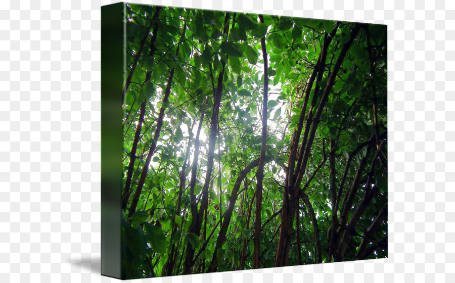 Selva，Bosque De Hoja Ancha Templada Y Mixta PNG