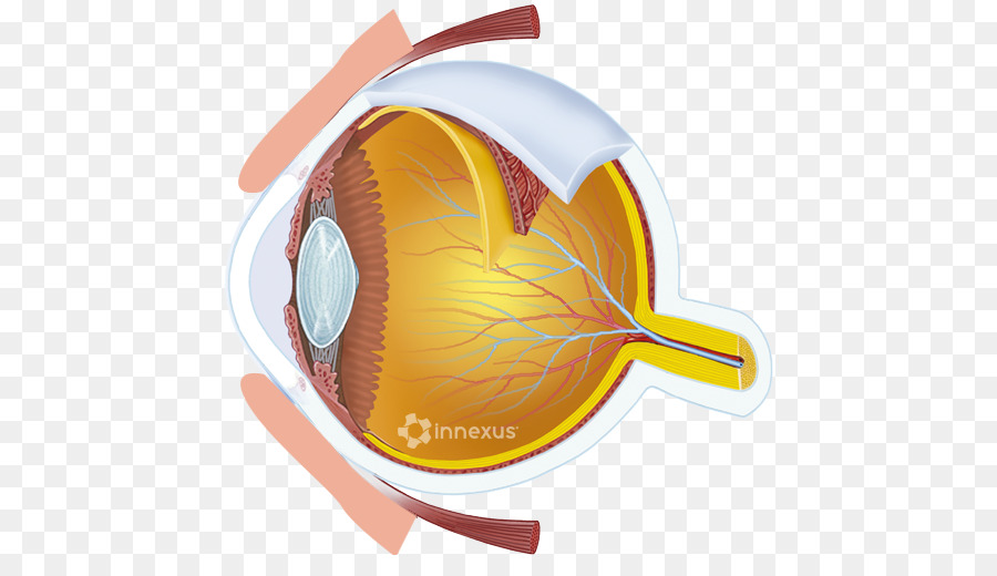 Arteria De La Retina Central，Retina PNG
