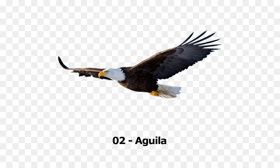 Águila En Vuelo，águila PNG