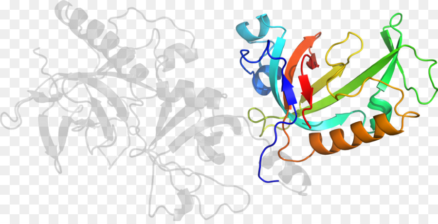 Estructura Proteica，Molécula PNG