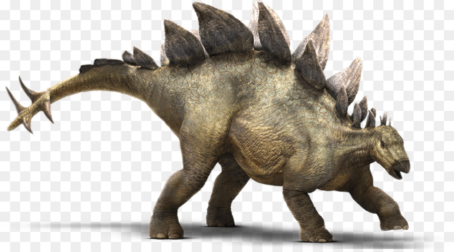 Stegosaurus，Tyrannosaurus PNG