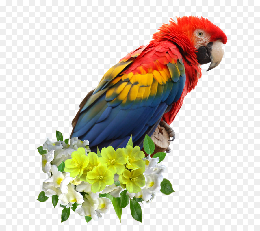 Loro，Pájaro PNG