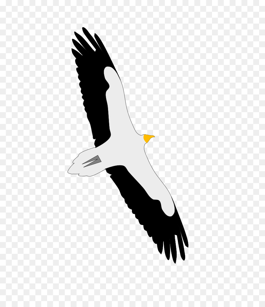 Águila Calva，Cóndor PNG