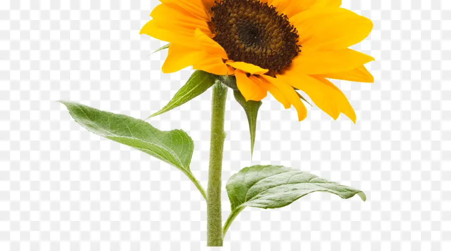 Girasoles，Amarillo PNG