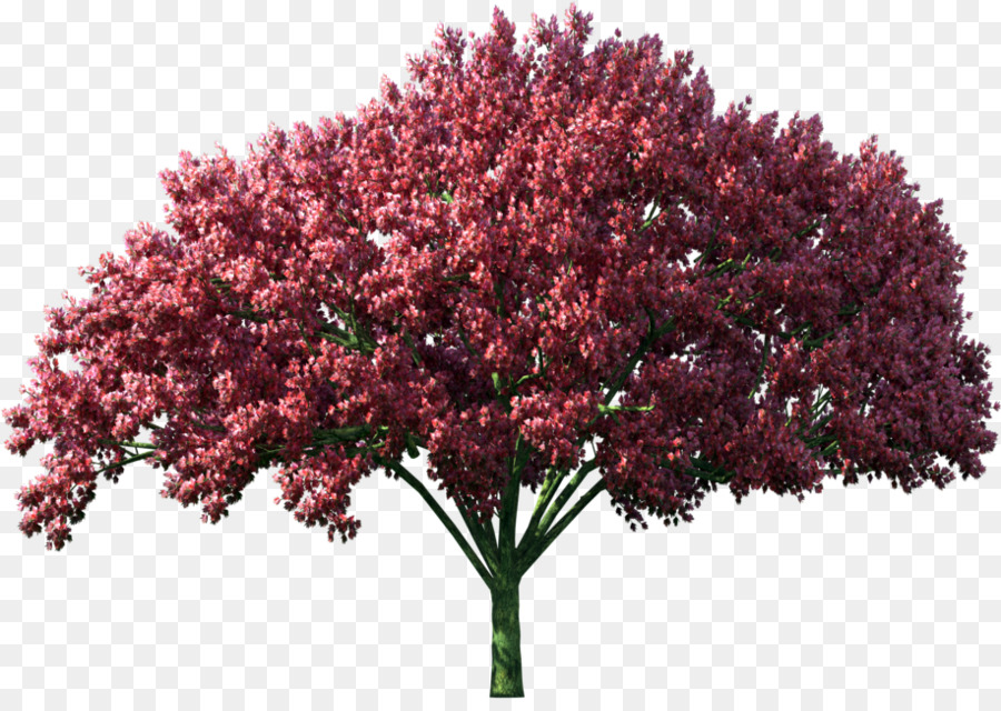 árbol Rojo，Hojas PNG