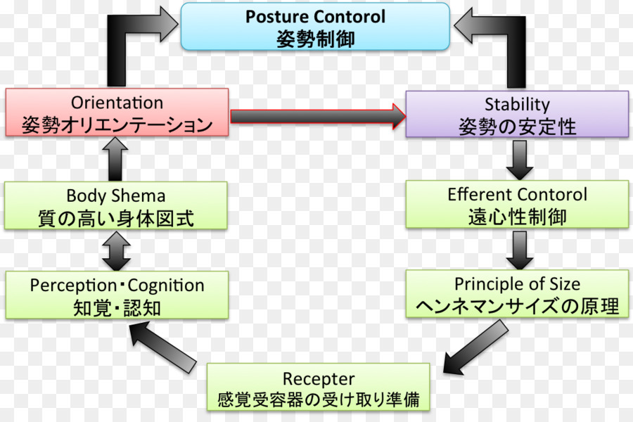 Postura，Control De Actitud PNG