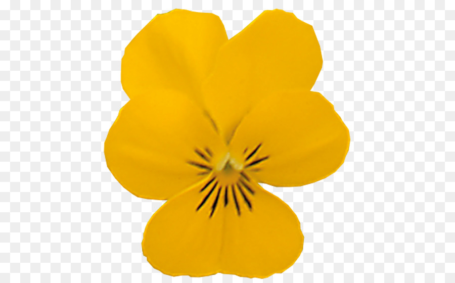 Flor，Florecer PNG