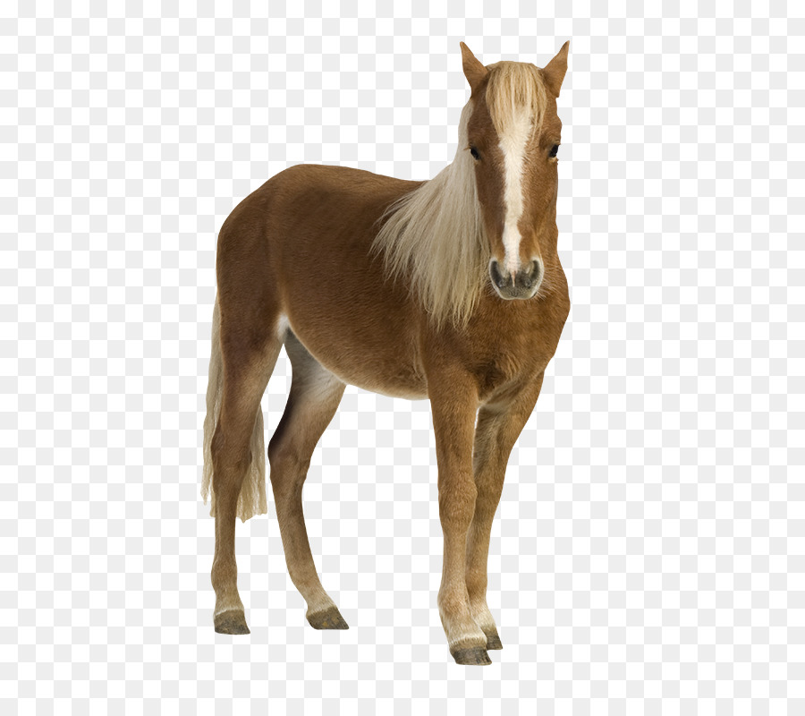 Poni，Potro PNG