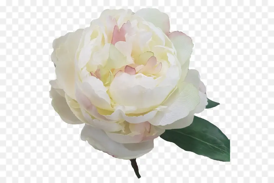 Rosa De Repollo，Cortar Flores PNG