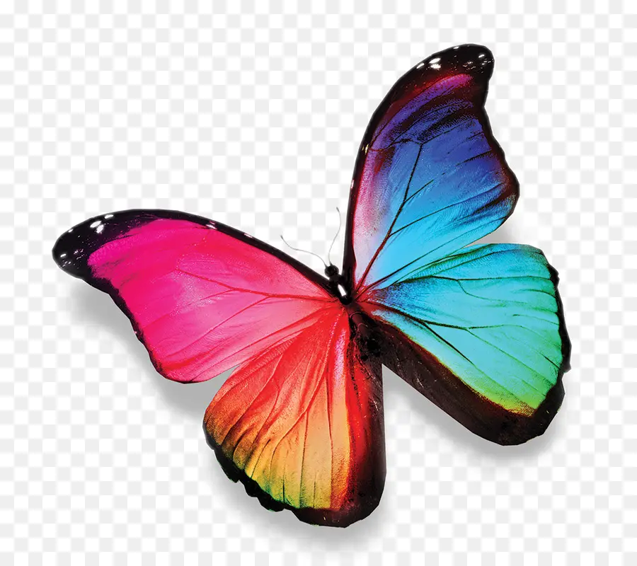 Mariposa，Vistoso PNG