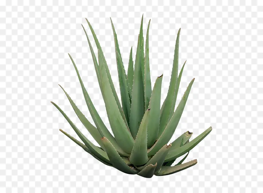 Agave Azul，Néctar De Agave PNG