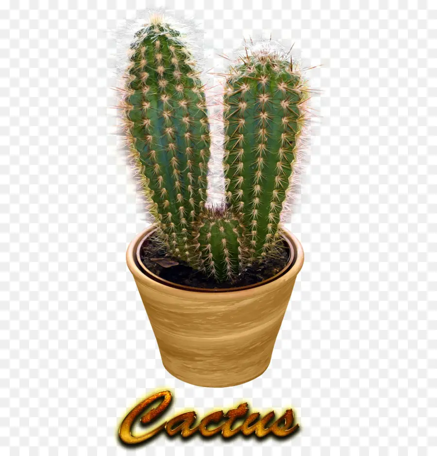 Cactus En Maceta，Suculento PNG