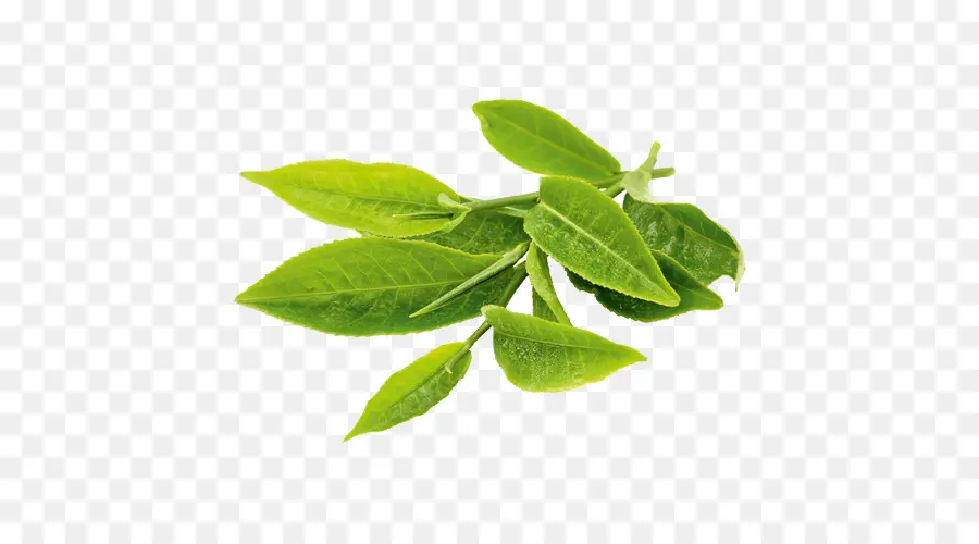 Té Verde，Té PNG