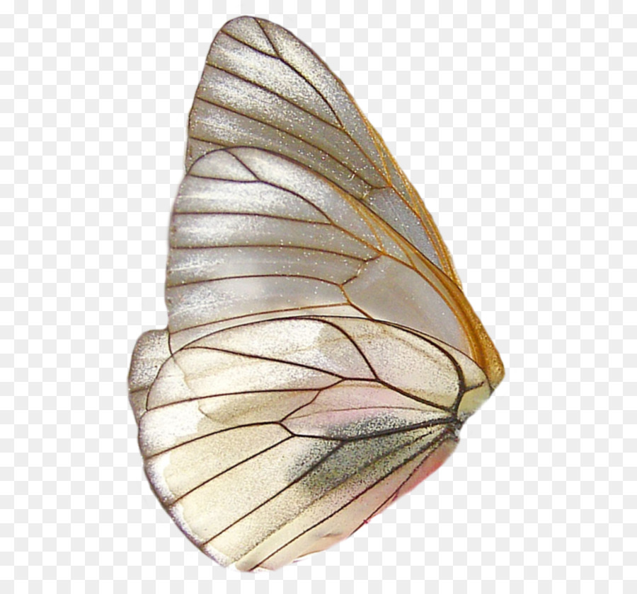 Mariposa Naranja，Alas PNG