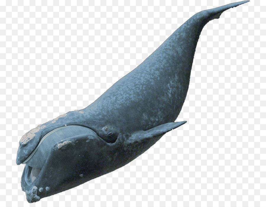 Delfín Dentado áspero，Cetácea PNG