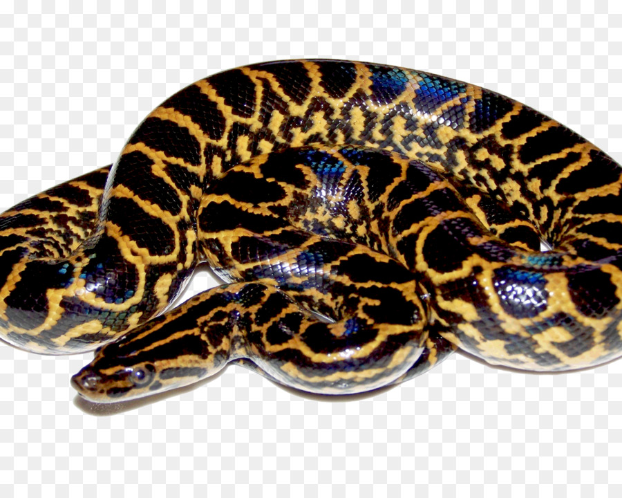 Serpiente，Anaconda Verde PNG