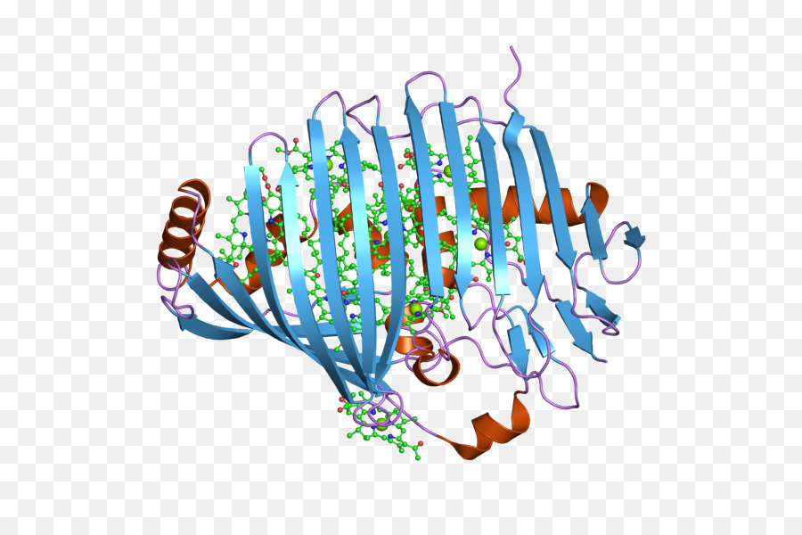 Estructura De La Proteína，Molécula PNG