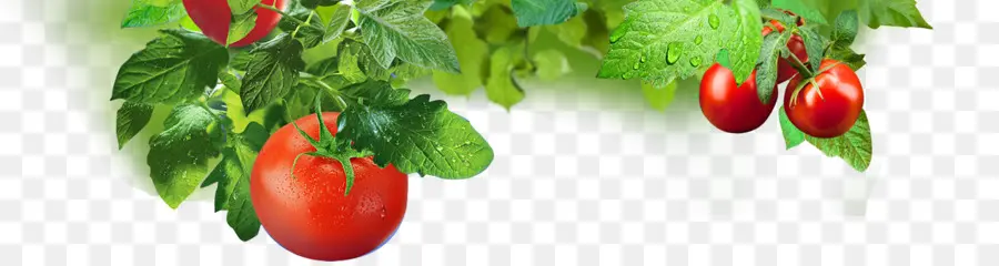 Tomates Y Hojas，Tomate PNG