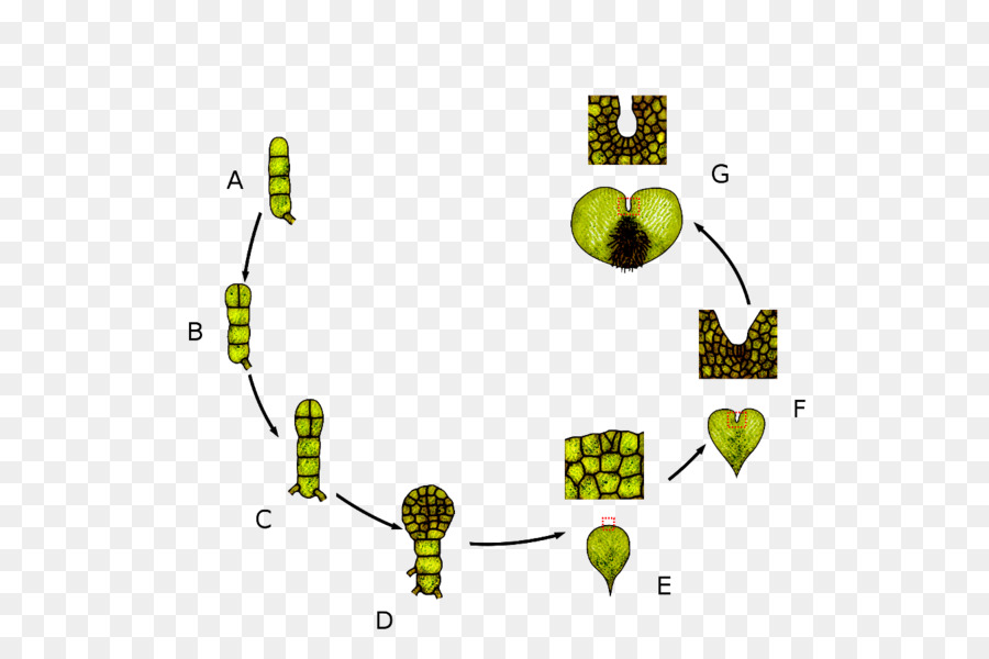 Drynaria，Ciclo De Vida Biológico PNG