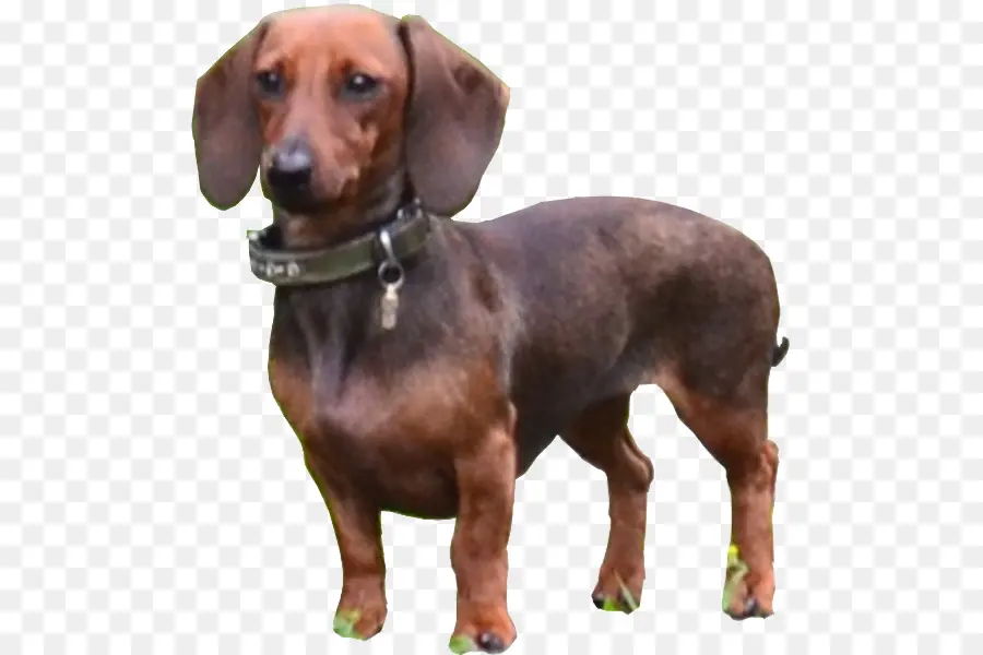 Perro Tejonero，Cachorro PNG