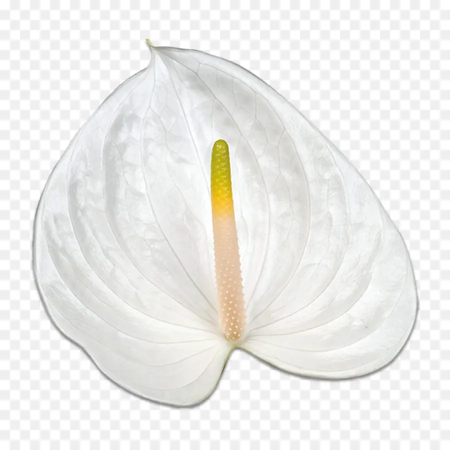 Flor，Blanco PNG