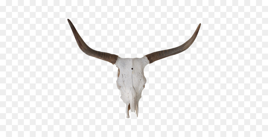 Texas Longhorn，Longhorn Inglés PNG