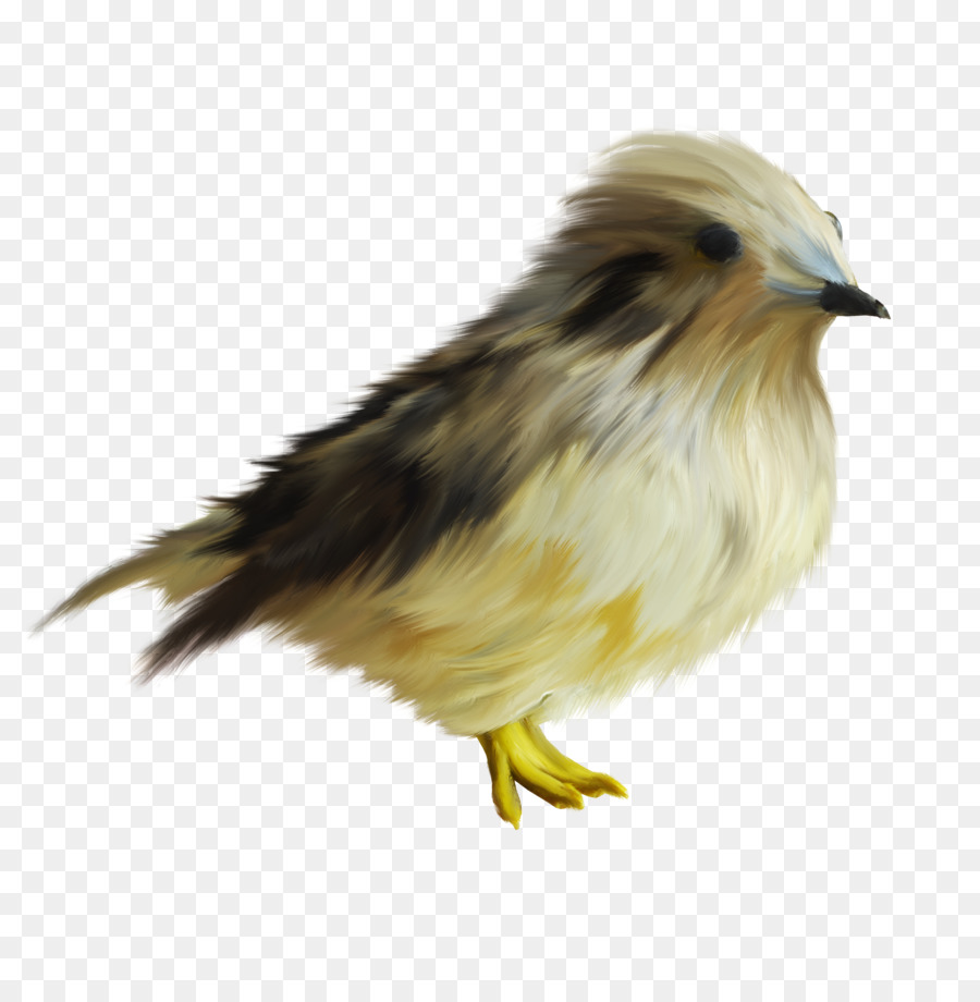 Aves，Pollo PNG