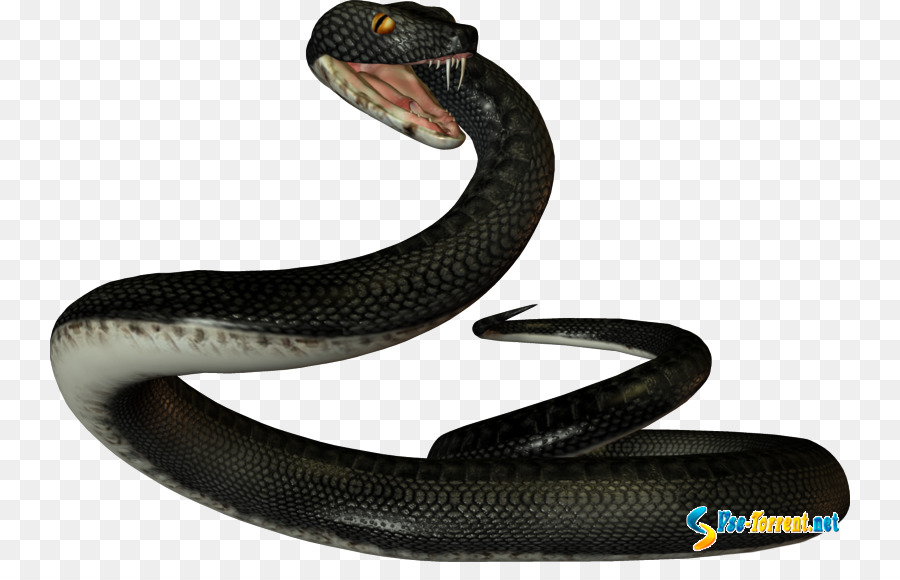 Serpiente，Reptil PNG