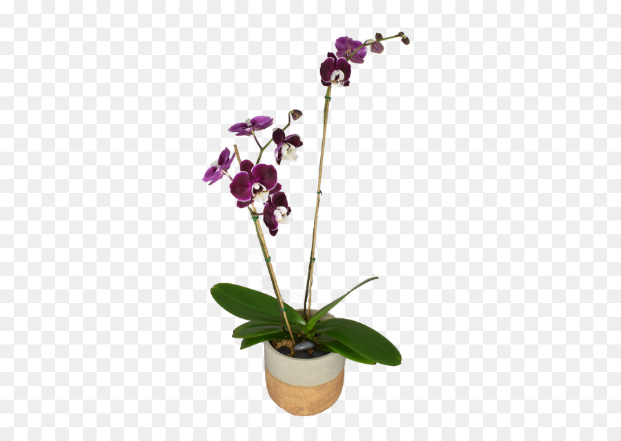 La Polilla De Las Orquídeas，Dendrobium PNG